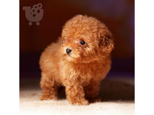 PoulaTo: Poodle mini - Κανίς μίνι