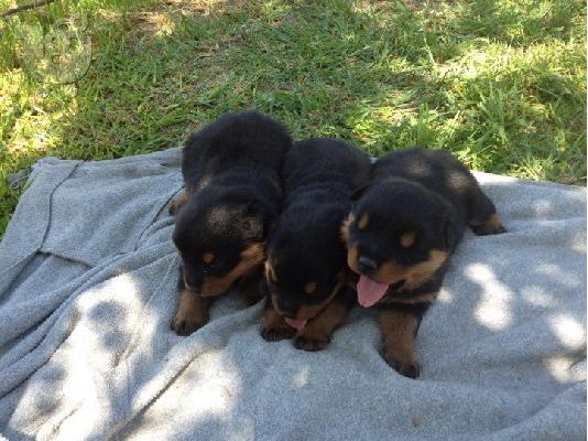 Πωλουνται 5 καθαροαιμα νεογεννητα rottweiler