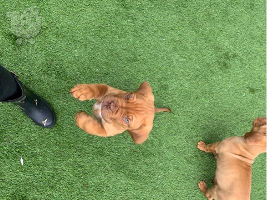 Κουτάβια Adorabe Dogue De Bordeaux