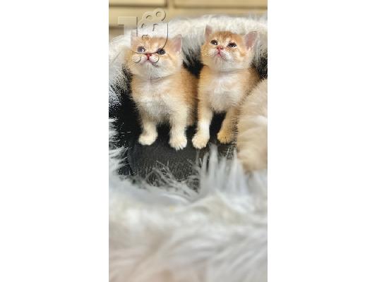 Scottish kittens