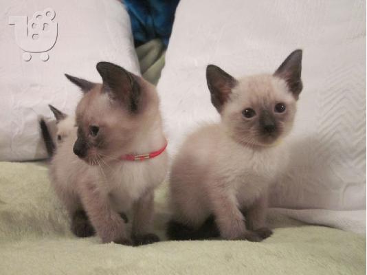 PoulaTo: Siamese γατάκια