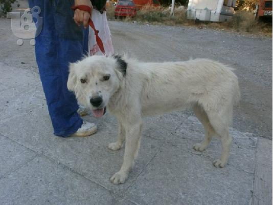 Λευκα ημιαιμα τσοπανοσκυλακια εγκαταληφθηκαν κ χαριζονται...