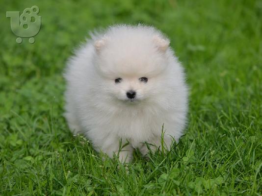 Pomeranian ΟΜΟΡΦΑ κουταβάκια