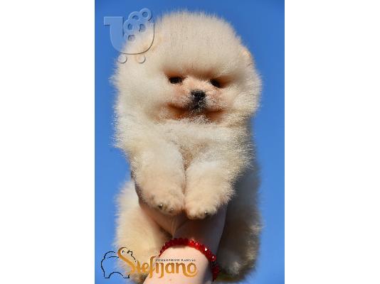 Κουτάβια Pomeranian Boo