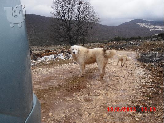 PoulaTo: ελληνικος ποιμενικος