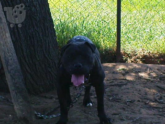 stamford pitbull
