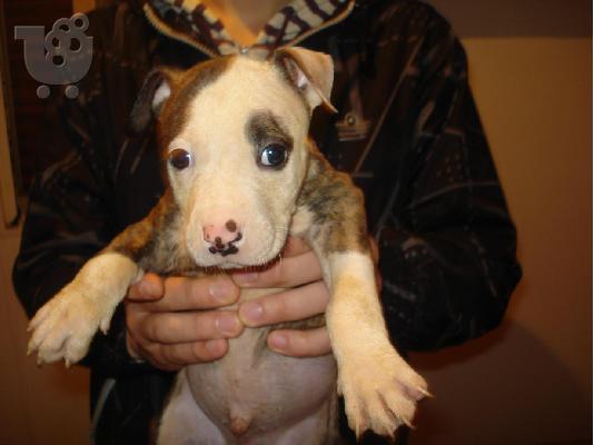 PoulaTo: pitbull