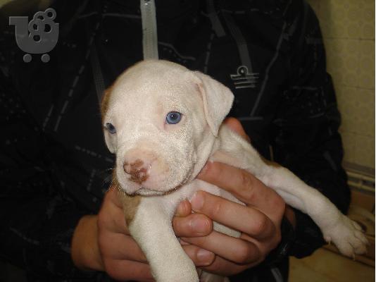 pitbull