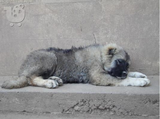 PoulaTo: caucasian dog 4 minwn