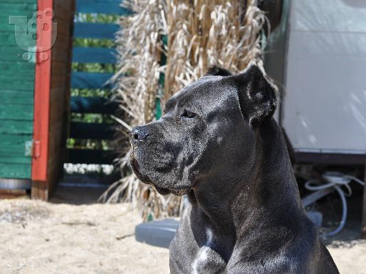 cane corso