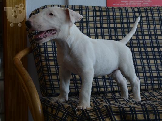 bull terrier