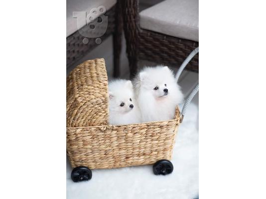 PoulaTo: υπέροχα κουτάβια Pomeranian