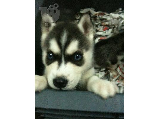 HUSKY