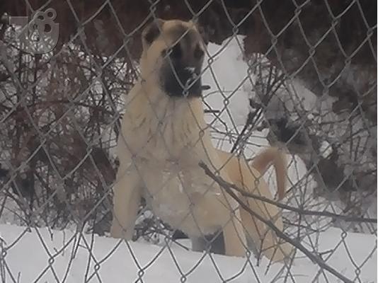 Turski kangal