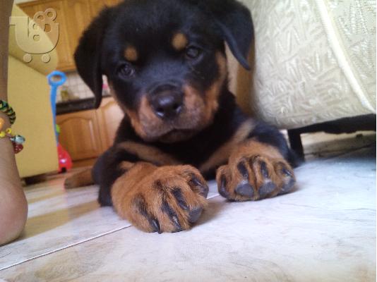PoulaTo: rottweiler