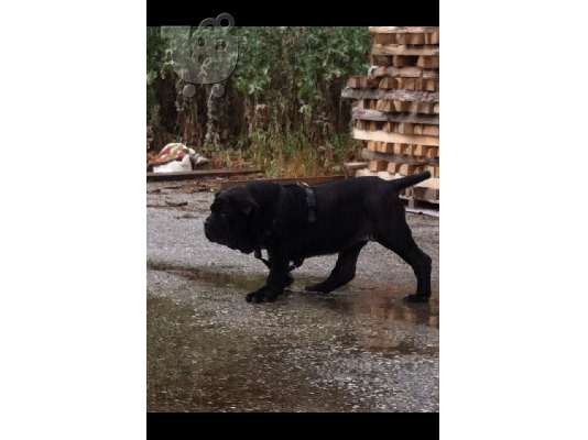 PoulaTo: NAPOLITANI MASTIFF ΚΟΥΤΑΒΙ ΜΑΥΡΟ