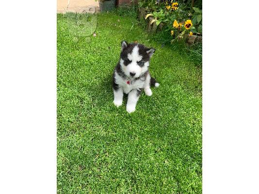 Επτά όμορφα κουτάβια Σιβηρίας Husky,