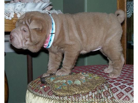 PoulaTo: Shar Pei κουτάβι