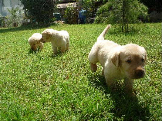 PoulaTo: LABRADOR κουταβια