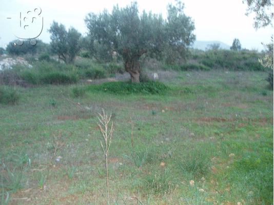 πωληση αγροτεμαχιου