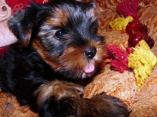 YORKSHIRE TERRIER 1 ΘΗΛΥΚΟ και 1 ΑΡΣΕΝΙΚΟ