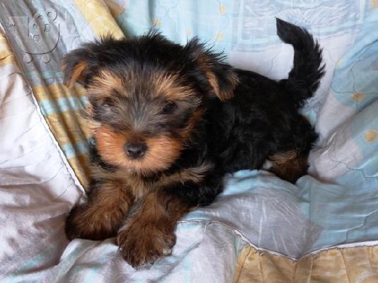 YORKSHIRE TERRIER 1 ΘΗΛΥΚΟ και 1 ΑΡΣΕΝΙΚΟ