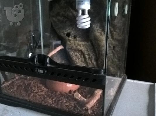 Πωλείται φίδι τύπου corn snake