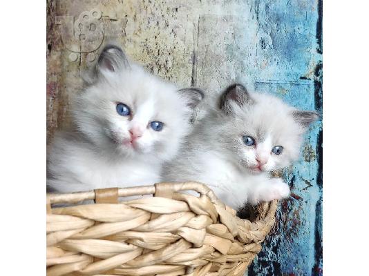 Έχω ένα πανέμορφο μικρό Ragdolls για πώληση.