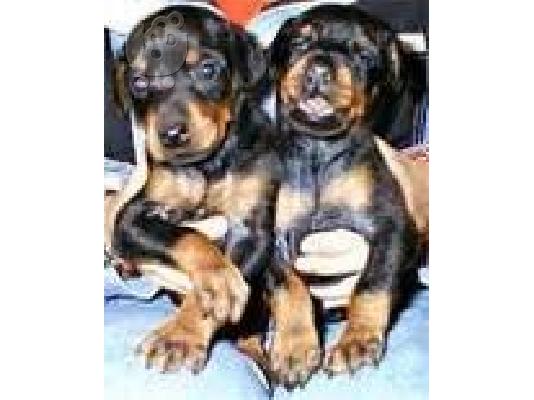PoulaTo: Latreuo kai Anazito ena Doberman 