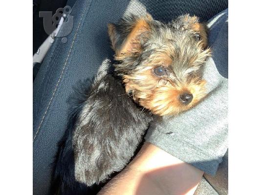 PoulaTo: Μικρή Yorkie