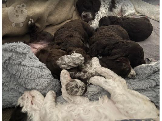 Κουτάβια Lagotto Romagnolo