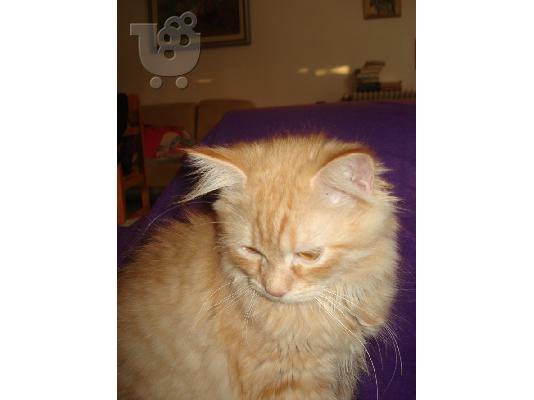 PoulaTo: Persian Red Tabby αρσενικό.