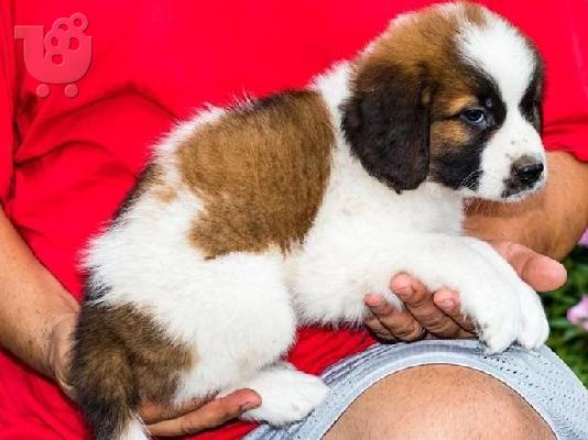 Κουτάβια Saint Bernard