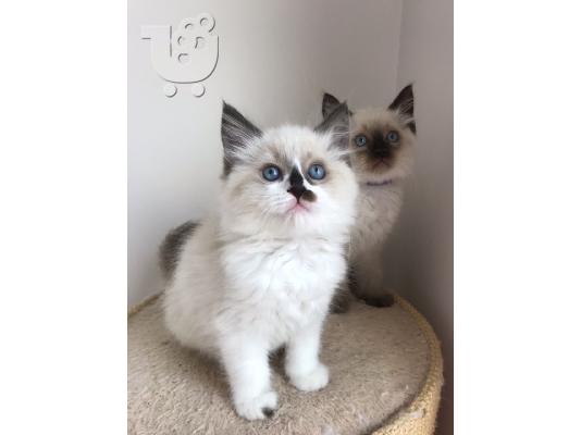 PoulaTo: ω ένα υπέροχο μικρό Ragdolls προς πώληση.