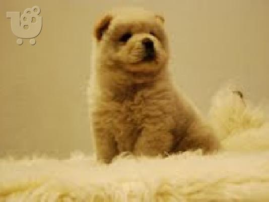 PoulaTo: chow chow