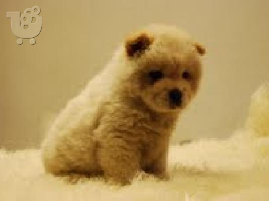 chow chow