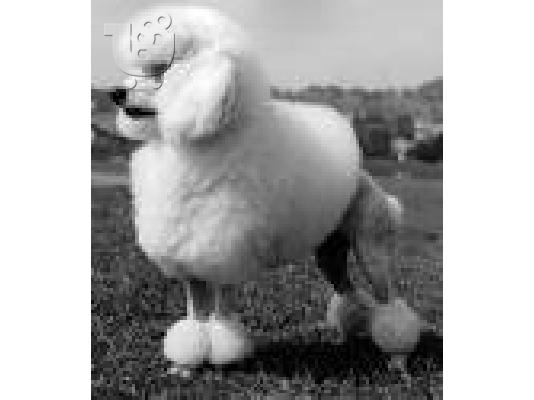 PoulaTo: Caniche poodle Πουντλ