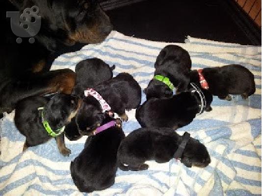 Γενεαλογικό κουτάβια Rottweiler