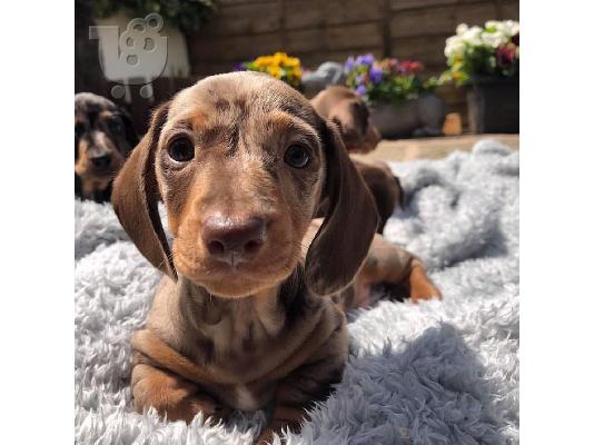 PoulaTo: Πανέμορφα κουτάβια Dachshund.