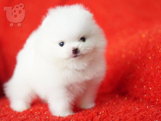 όμορφα Pomeranian Puppies προς πώληση