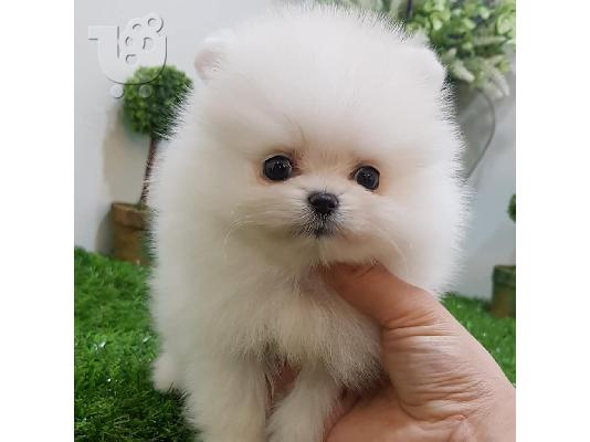 PoulaTo: Λατρευτά γενεαλογικά κουτάβια Pomeranian