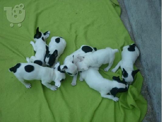 french bulldog puppies