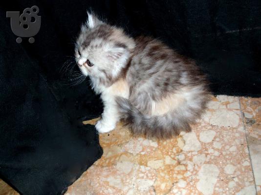 persika gatakia Περσική (Persian)