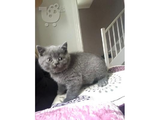 Καταχωρήθηκε το όμορφο shorthair Kitten Gccf