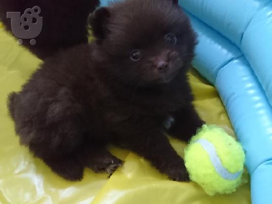 X μάζα τσαγιού Pomeranian κουτάβια