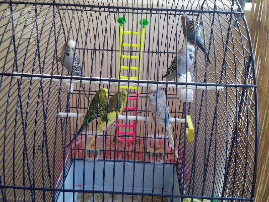 PoulaTo: πουλιούνται παπαγαλακια budgie
