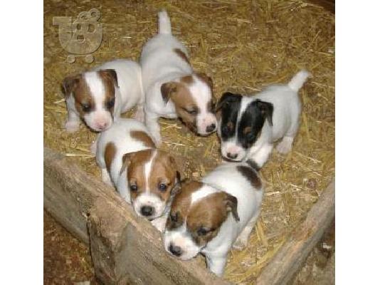 Jack Russell κουτάβια