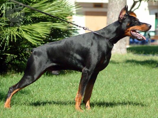 Doperman στις καλυτερες τιμες αριστα κουταβια 6979314054 ΚΡΗΤΗ-ΑΘΗΝΑ-ΘΕΣΣ/ΝΙΚΗ...