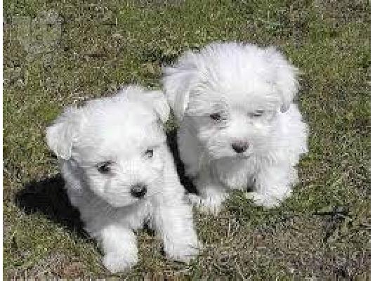 PoulaTo: maltese puppies