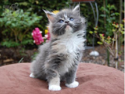 Maine Coon Kittens